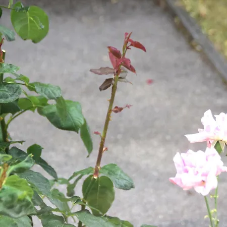 Gracehomes - Garage, Ventilator, Free Coffee, Airport, Messe, Stuttgart, Wifi Up To 6 Guests Appartement *